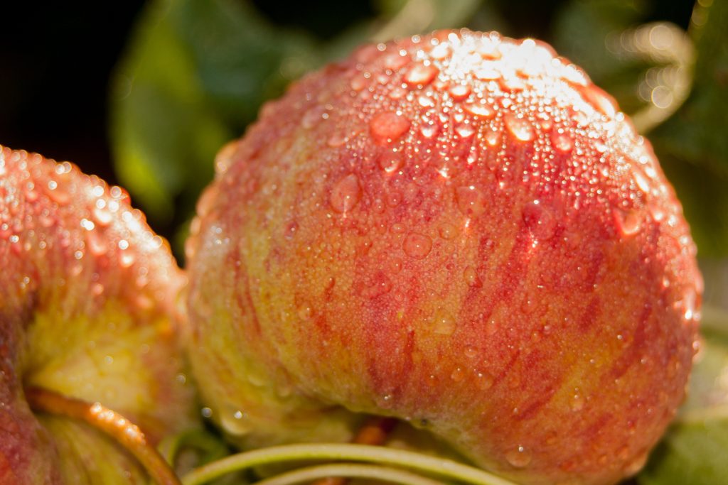 Example of food photography featuring apples on a tree